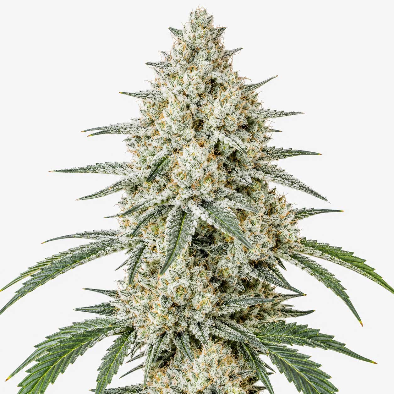 WHITE WIDOW - FLOR - 3.5G